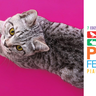 I gatti più belli in mostra a Petsfestival