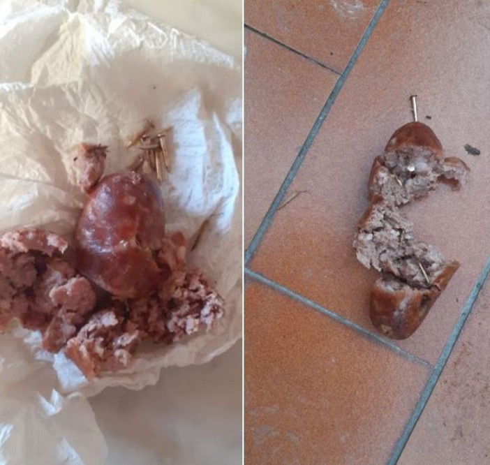 Polpette con chiodi contro i cani, allarme a Molassana