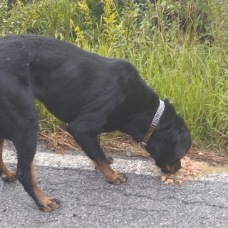 Ancora un cane abbandonato nei pressi del canile di Montecontessa