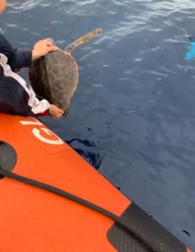 Genova, liberata in mare Marea, la tartaruga Caretta Caretta salvata lo scorso aprile (Video)