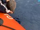 Genova, liberata in mare Marea, la tartaruga Caretta Caretta salvata lo scorso aprile (Video)