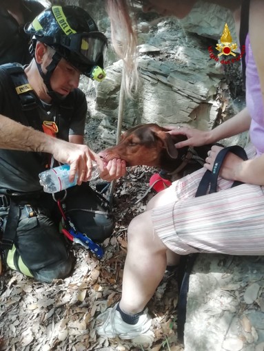 Bavari, cagnolina cade per 12 metri: salvata dai Vigili del Fuoco (foto)