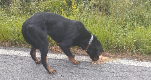 Ancora un cane abbandonato nei pressi del canile di Montecontessa