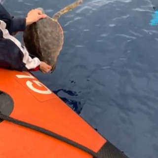 Genova, liberata in mare Marea, la tartaruga Caretta Caretta salvata lo scorso aprile (Video)