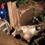 Sestri Ponente, cade dentro una cisterna: i Vigili del Fuoco salvano la mucca Demetra