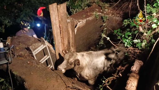 Sestri Ponente, cade dentro una cisterna: i Vigili del Fuoco salvano la mucca Demetra