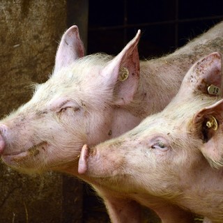 Peste suina in Germania: stop all'arrivo di animali dal Paese