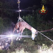 Cavallo cade in una scarpata, recuperato dai vigili del fuoco con l'autogru (foto)