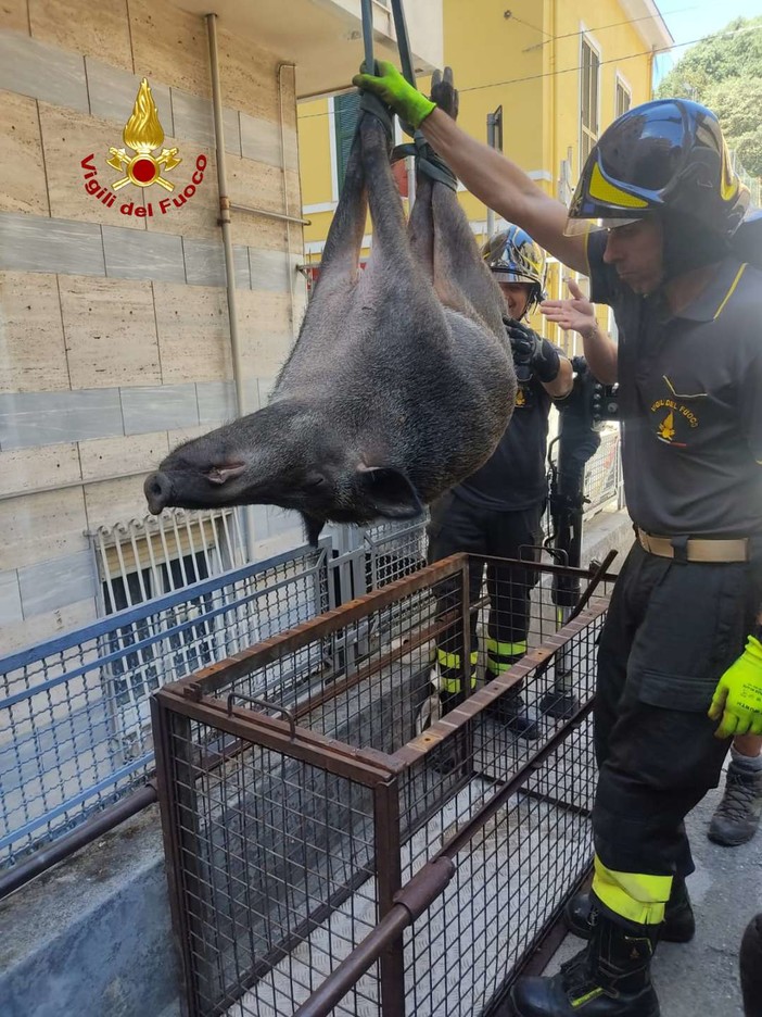 Cinghiale caduto in un'intercapedine salvato dai Vigili del Fuoco a Marassi