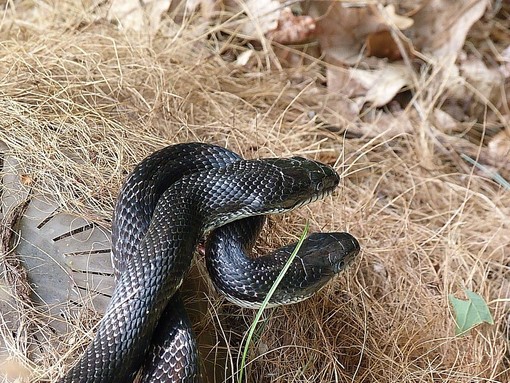 Serpente si annida in un ascensore di via Terracina a Genova: salvato dai Vigili del fuoco