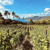 Contrasto alla flavescenza dorata, vice presidente Alessandro Piana: &quot;Col nuovo anno stanziati fondi e aggiornati criteri per tutelare vini e vigneti liguri&quot;