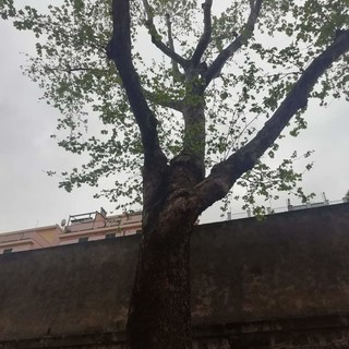 'Basta tagliare alberi', sabato presidio dei comitati all'Acquasola