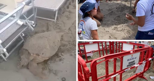 Alle Caretta Caretta piace la Baia del Sole: dopo Laigueglia, una tartaruga nidifica ad Alassio