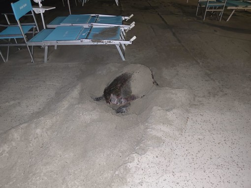 Una tartaruga caretta caretta sceglie la spiaggia di Laigueglia per deporre le uova (FOTO)