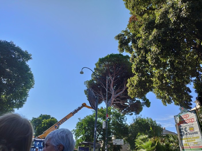 150 alberi all'anno abbattuti a Genova, Aster: &quot;Anche colpa della siccità, ne pianteremo 200&quot; (VIDEO)