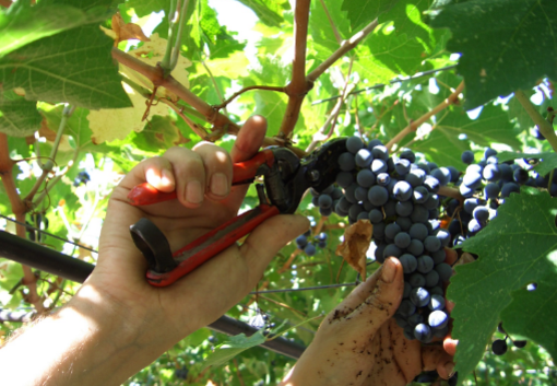 Vendemmia 2023, Coldiretti: &quot;+5% per la produzione di vino in Liguria&quot;