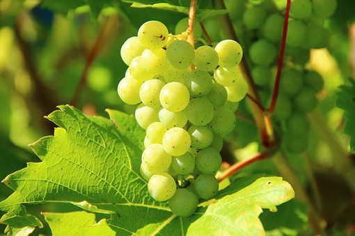 L’uva Chenin Blanc produce i migliori vini bianchi della Valle della Loira