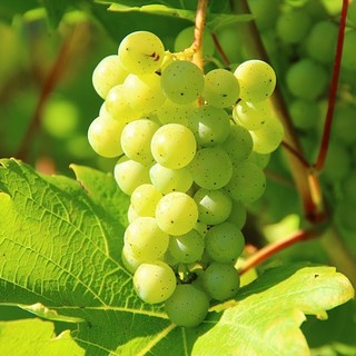 L’uva Chenin Blanc produce i migliori vini bianchi della Valle della Loira