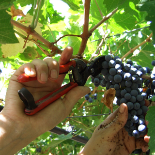 Vendemmia 2023, Coldiretti: &quot;+5% per la produzione di vino in Liguria&quot;