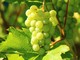 L’uva Chenin Blanc produce i migliori vini bianchi della Valle della Loira