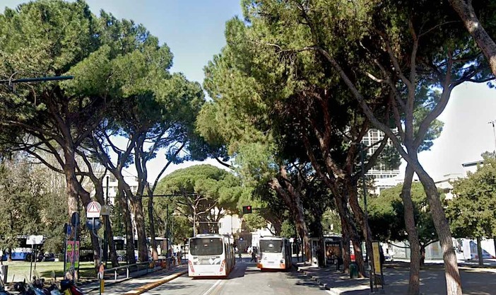 Viale Thaon di Revel, domani inizieranno le operazioni di abbattimento dei pini secolari