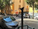 In via d'Albertis polemiche per la “potatura estrema” di alcuni alberi, presentata un'interrogazione in Municipio