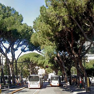 Viale Thaon di Revel, i pini secolari saranno abbattuti questa sera