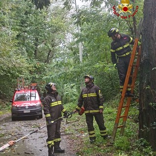 Maltempo a Genova, albero crolla in via Negrotto Cambiaso