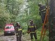 Maltempo a Genova, albero crolla in via Negrotto Cambiaso