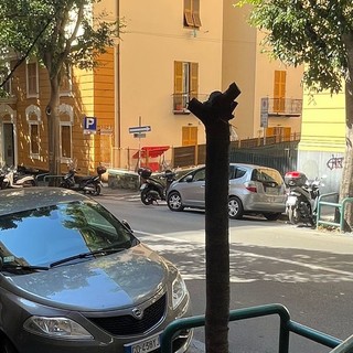 In via d'Albertis polemiche per la “potatura estrema” di alcuni alberi, presentata un'interrogazione in Municipio