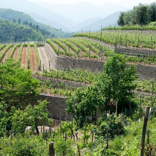 Viticoltura, Coldiretti: &quot;Liguria patria di ben 8 vini DOC e 4 IGT rinomati in tutto il mondo&quot;