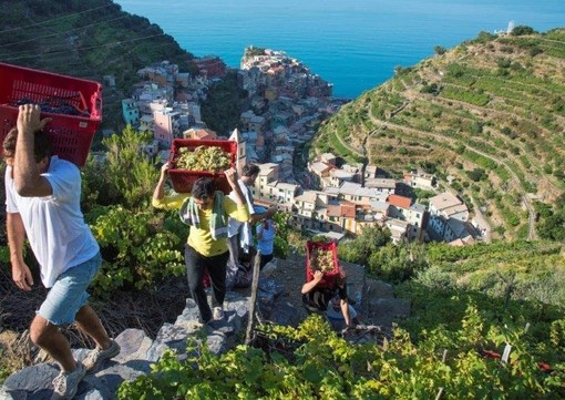 Viticoltura, il vicepresidente Piana: &quot;Sì a un registro regionale dei vigneti storici ed eroici&quot;