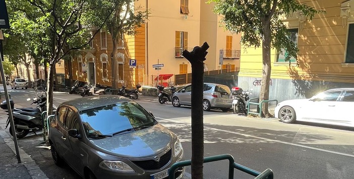 In via d'Albertis polemiche per la “potatura estrema” di alcuni alberi, presentata un'interrogazione in Municipio