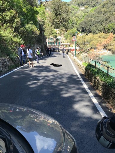 Si apre una voragine nell'asfalto, chiusa la strada per Portofino