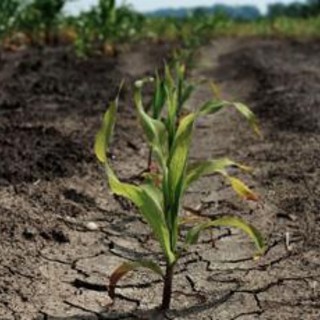 Agricoltura: lo studio, 5 lezioni dalla risposta al cambiamento climatico