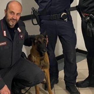 Omicidio Roberto Guerrisi, ritrovata l'arma del delitto grazie al fiuto del cane Cooper