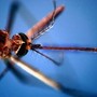 Dengue, nel microbioma delle zanzare un batterio alleato per controllarla: lo studio