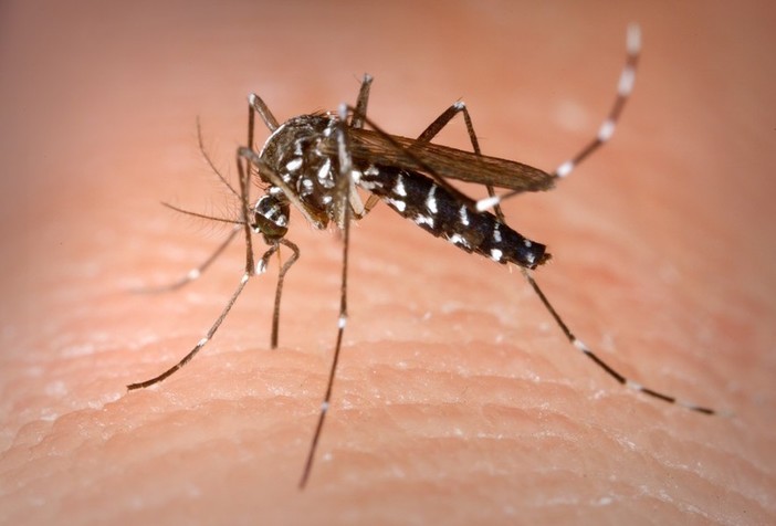 Giornata della zanzara: perché e nata e come difendersi dagli odiati insetti